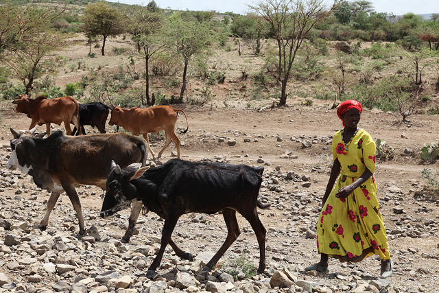 Cattle on the outskirts of Wajir, northern Kenya